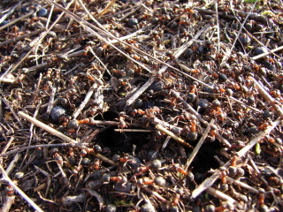 emsiges Treiben auf einem Ameisenhügel